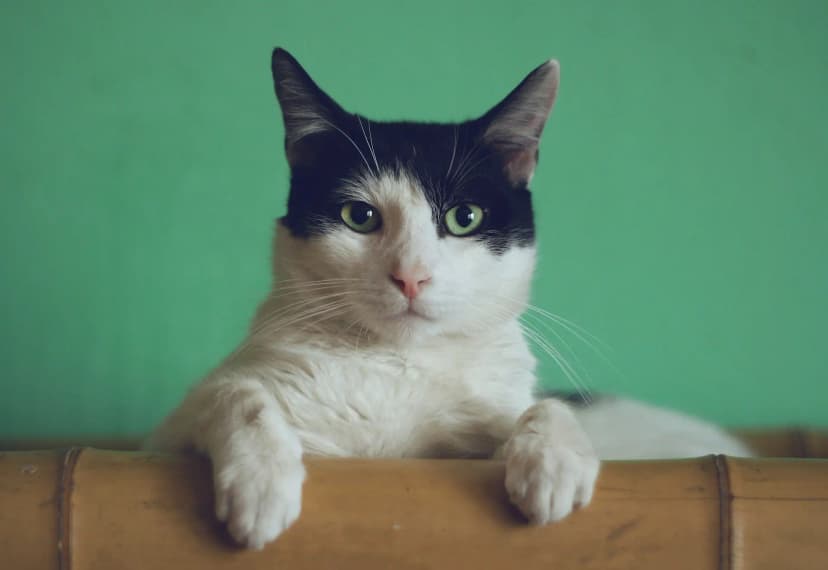 Captain Whiskers's space adventure